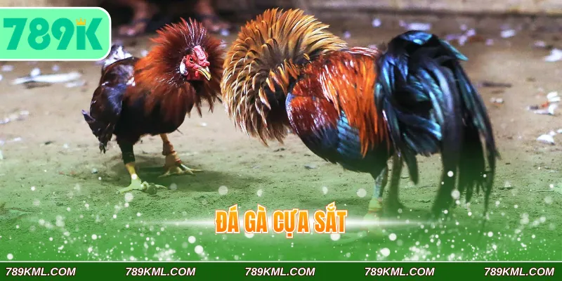 Đá Gà Cựa Sắt 789K - Trải Nghiệm Dễ Hơn Với Tin Luật Chi Tiết 1 Đá gà cựa sắt